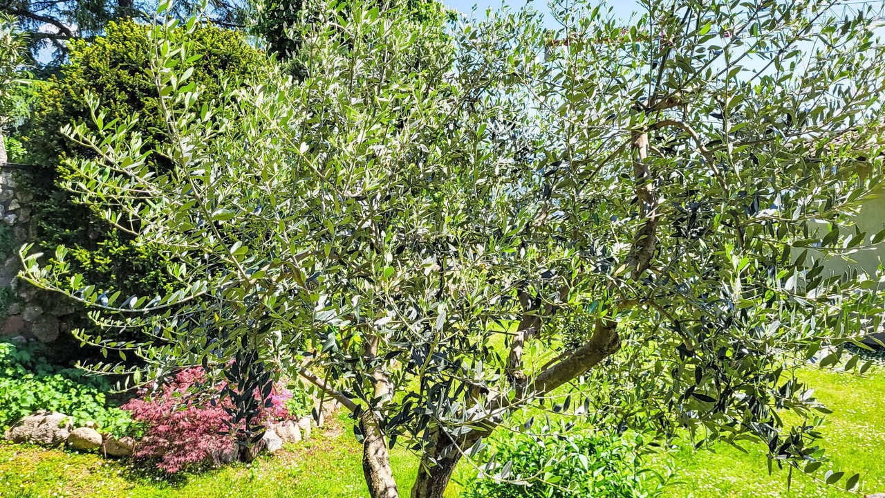 Photo of Outdoor in Besazio
