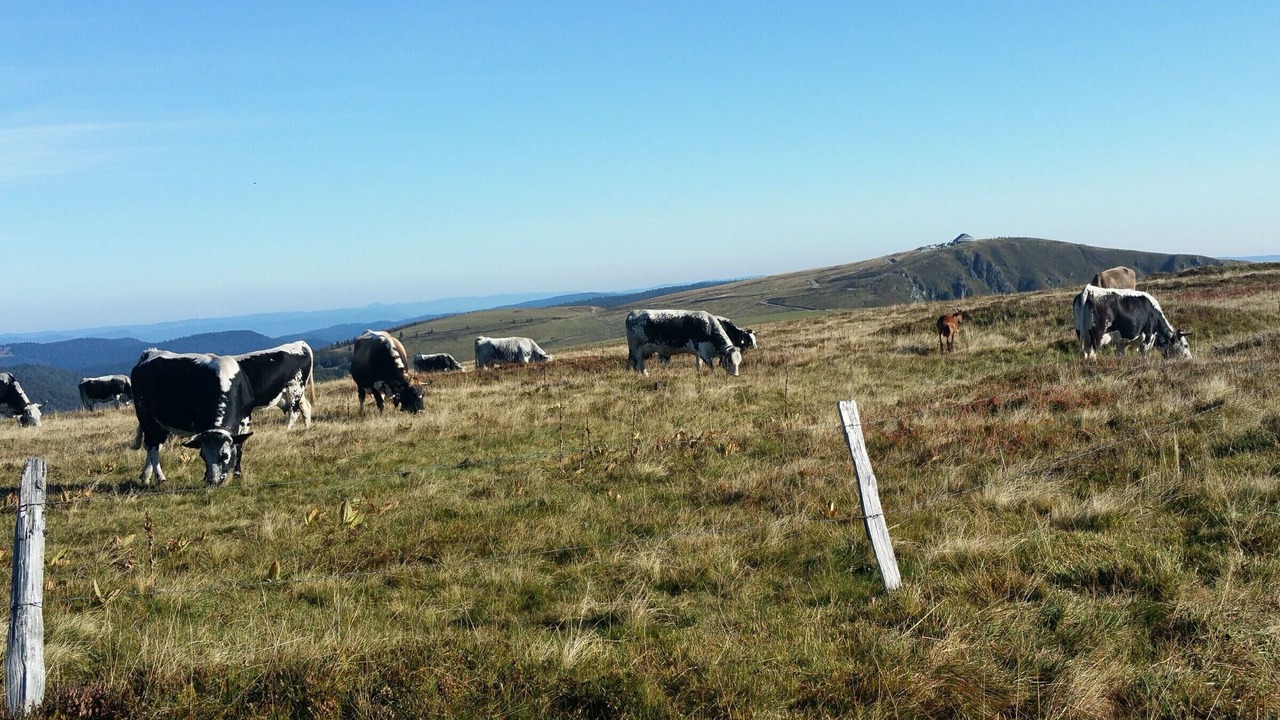 Photo of Others in Le Thillot