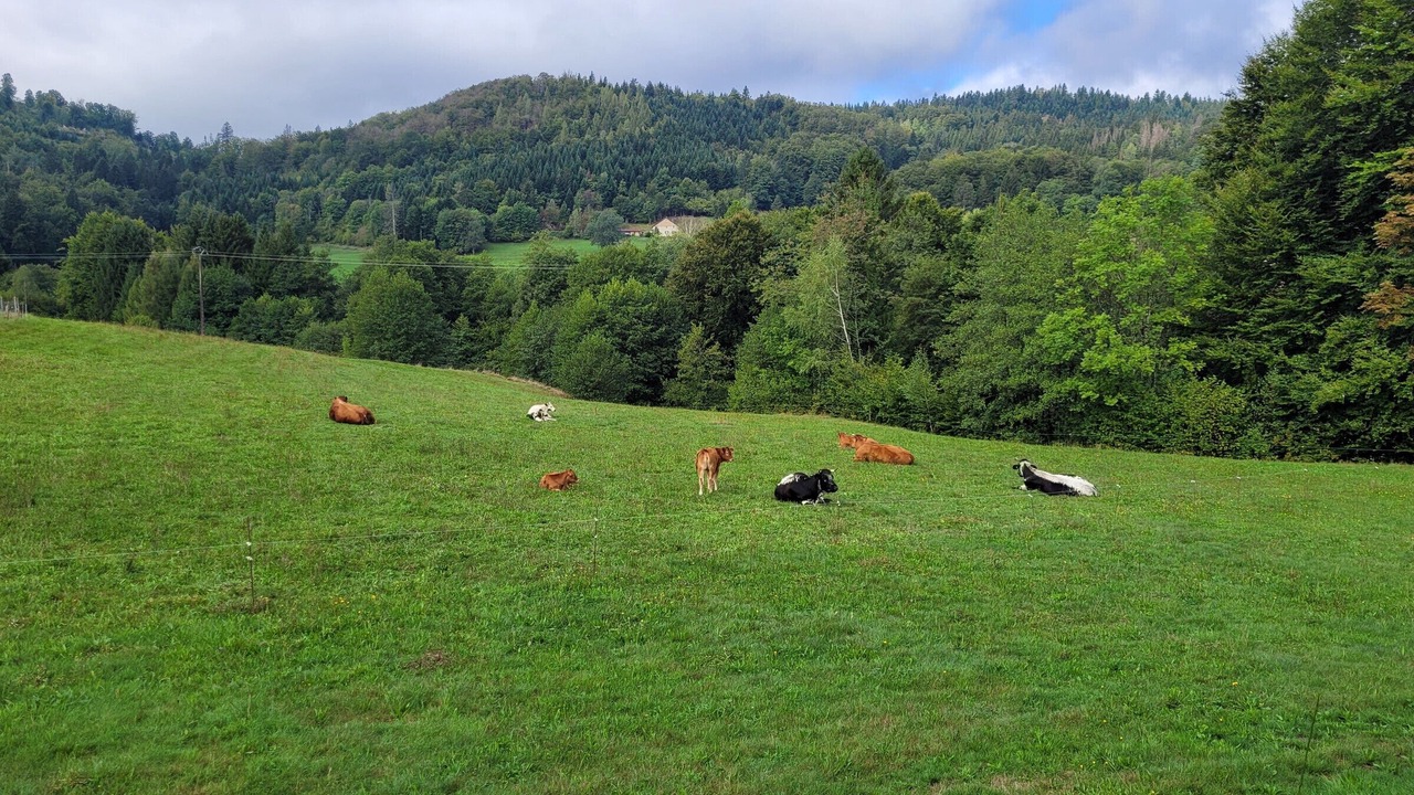Photo of Others in Le Thillot