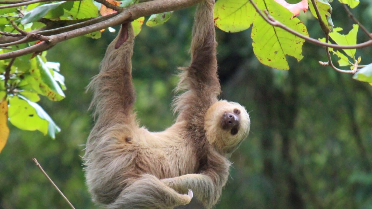 Photo of Others in Valle Pura Vida