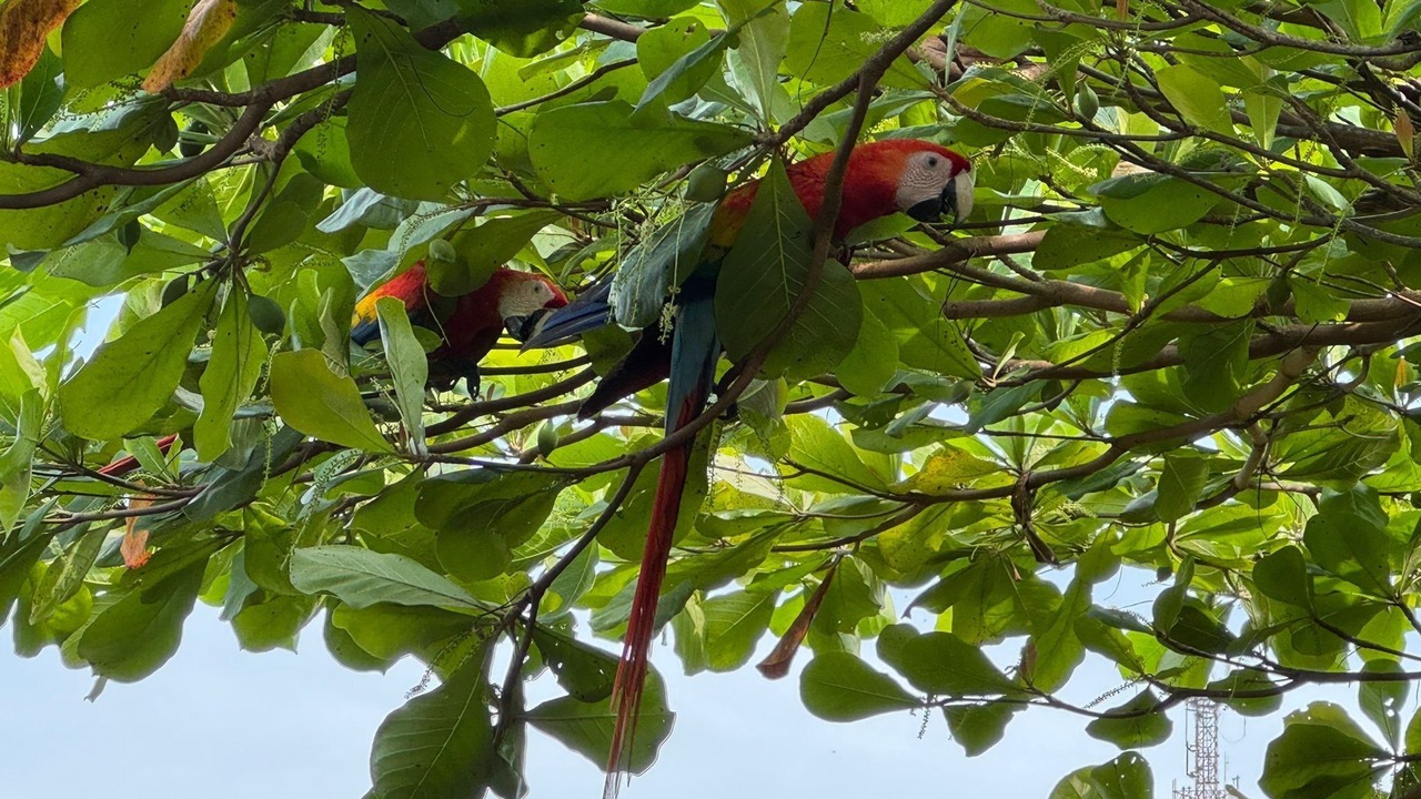 Photo of Others in Valle Pura Vida