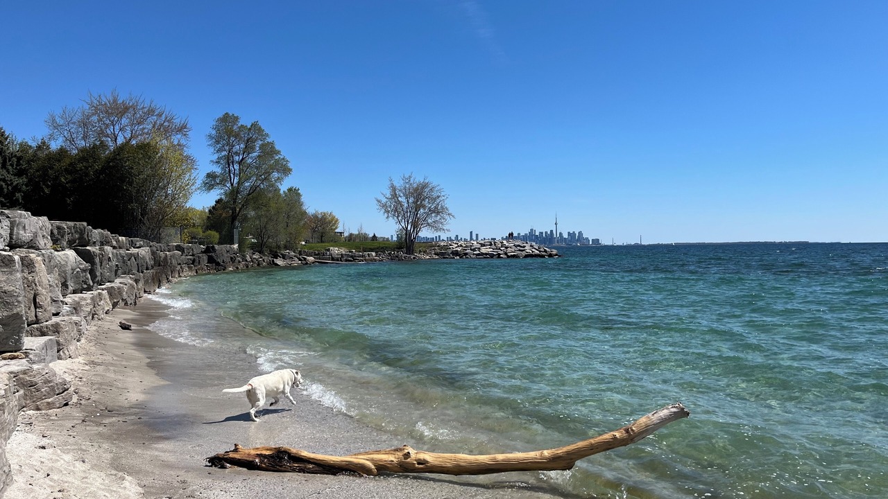 Photo of Others in New Toronto
