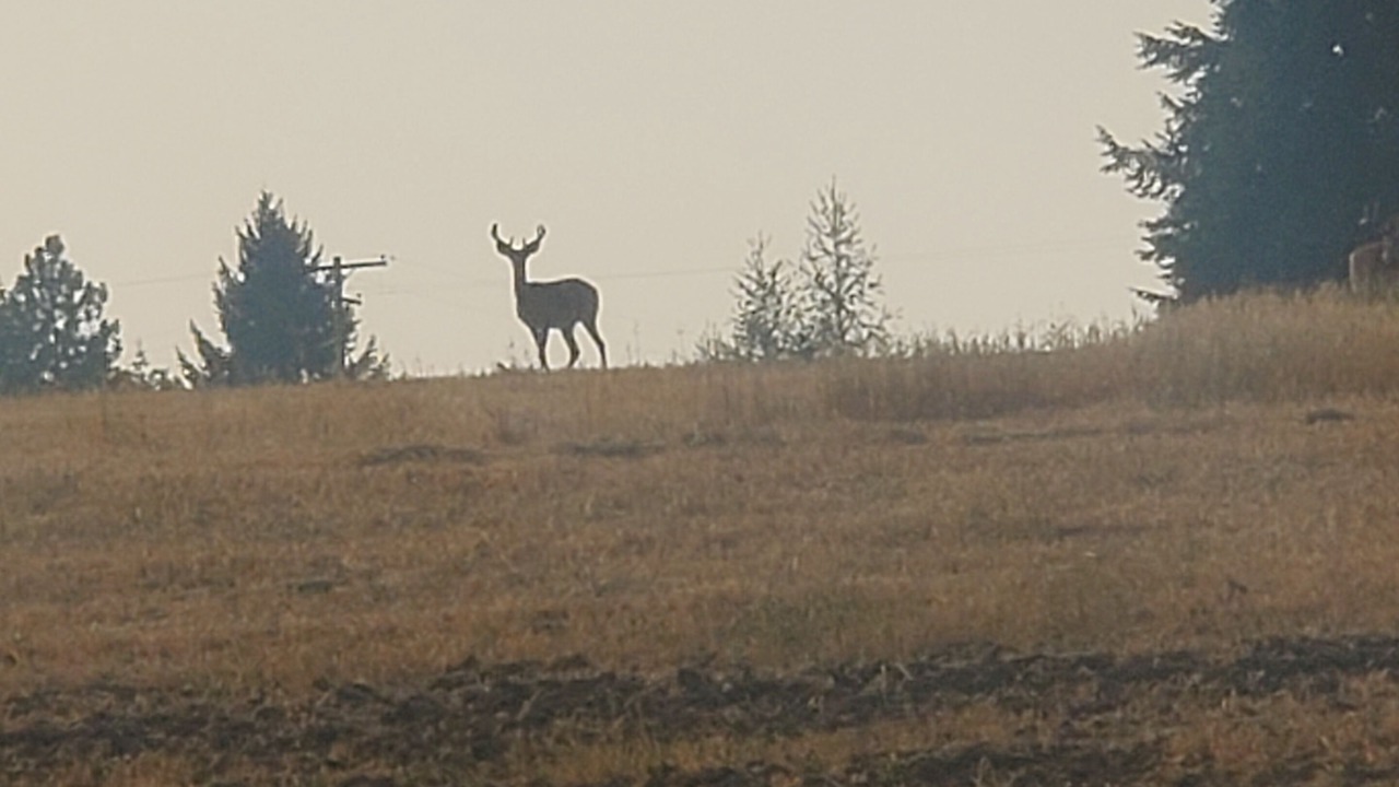 Photo of Others in Idaho County