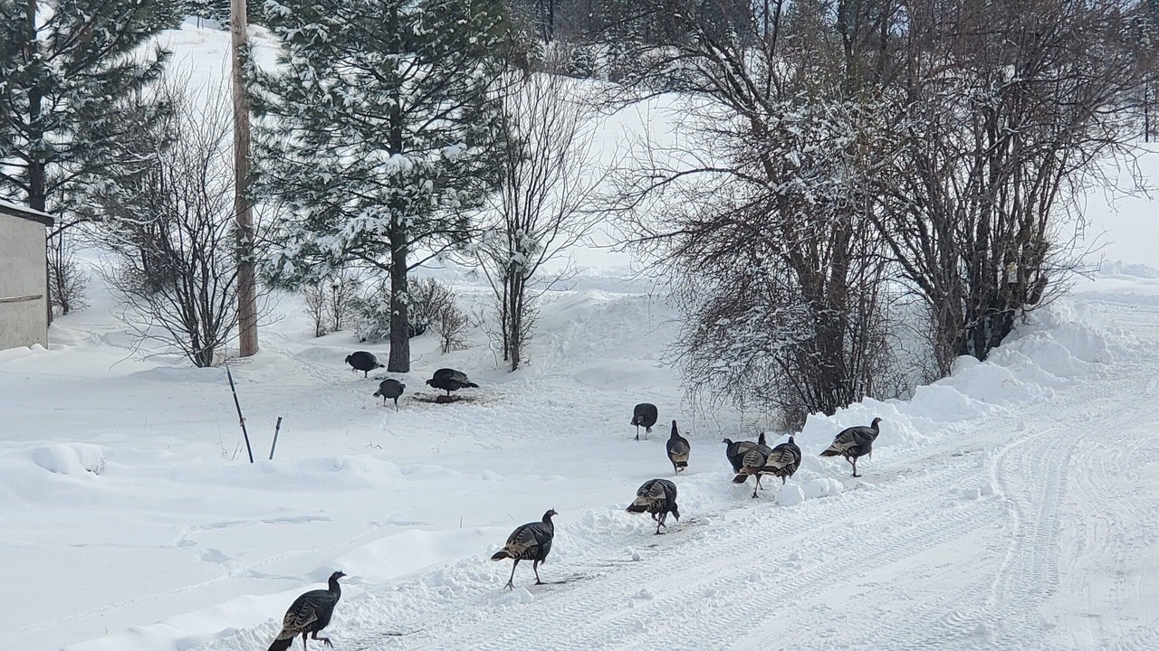Photo of Others in Idaho County