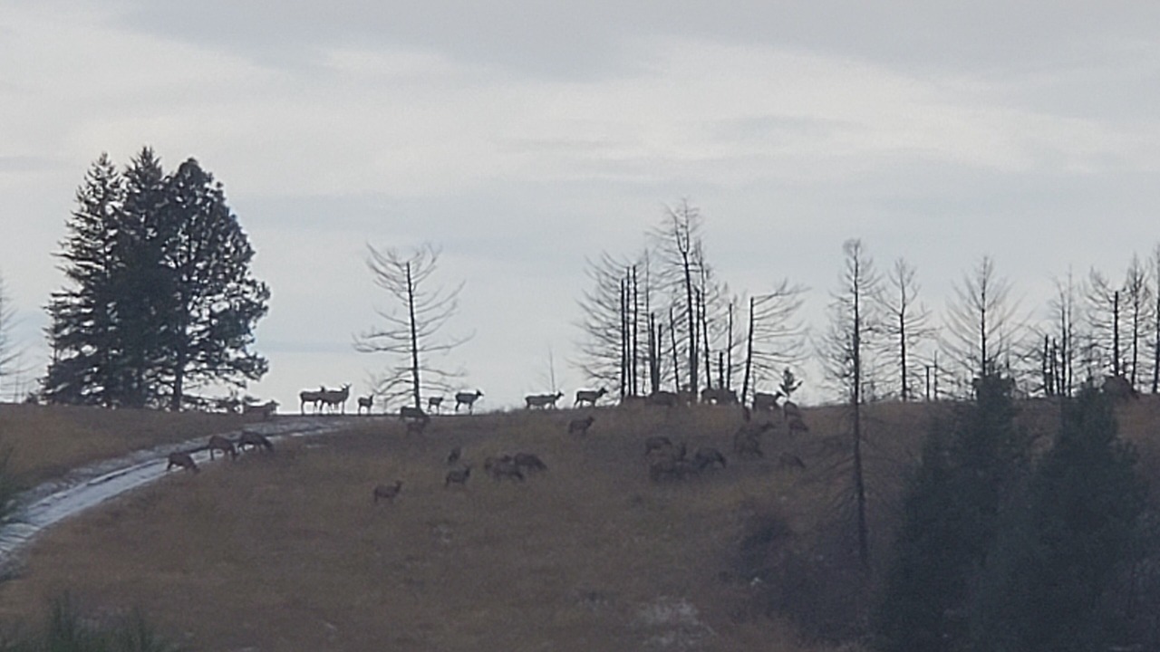 Photo of Others in Idaho County