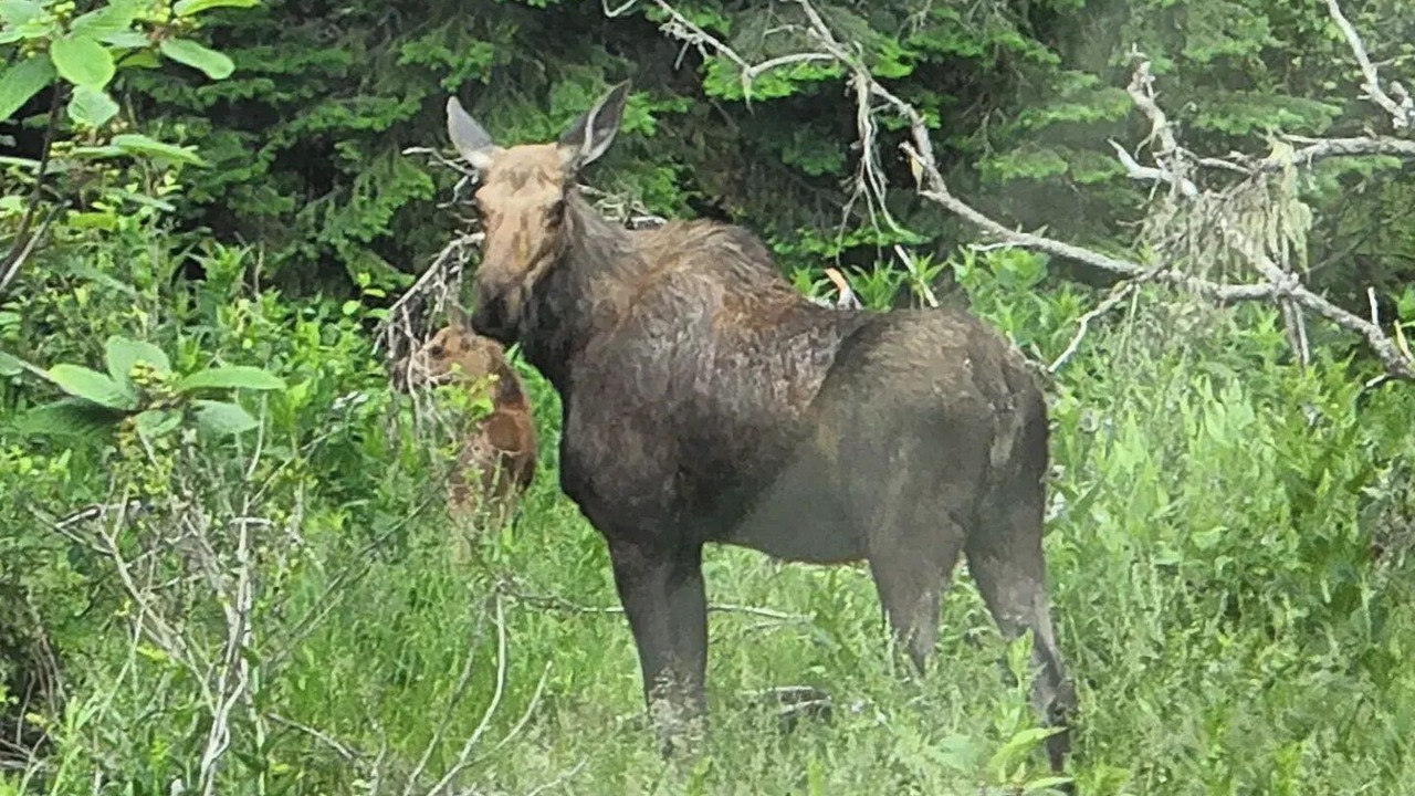 Photo of Others in Idaho County