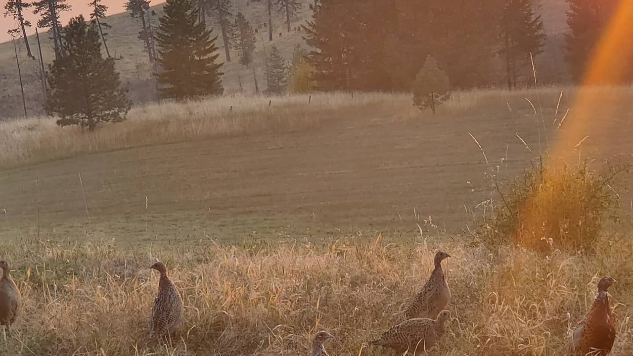 Photo of Others in Idaho County