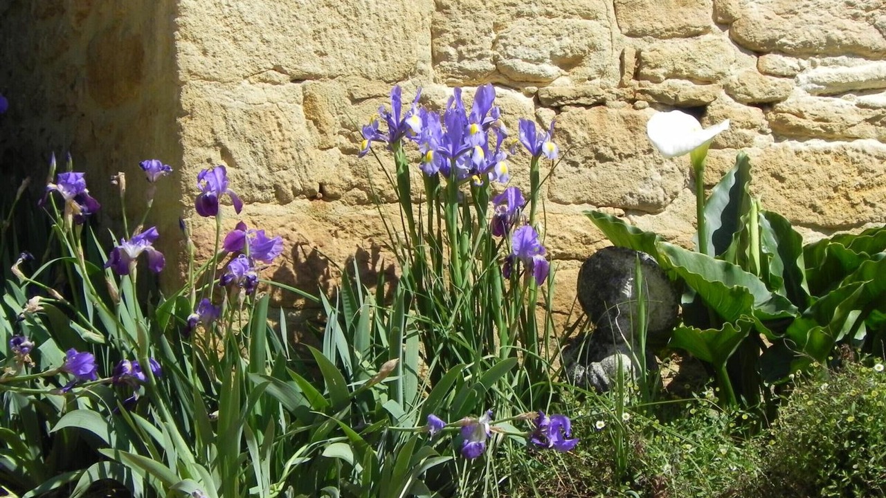 Photo of Outdoor in Calviac-en-Perigord