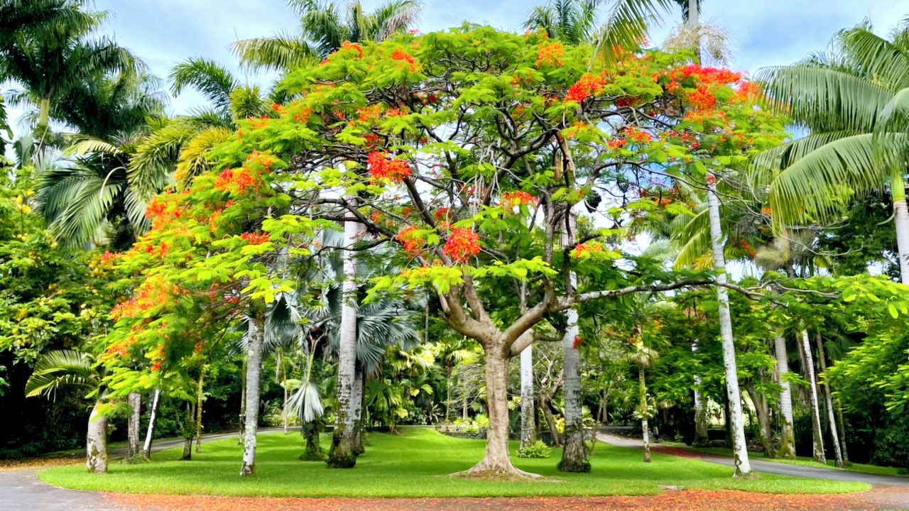 Photo of Others in Hakalau