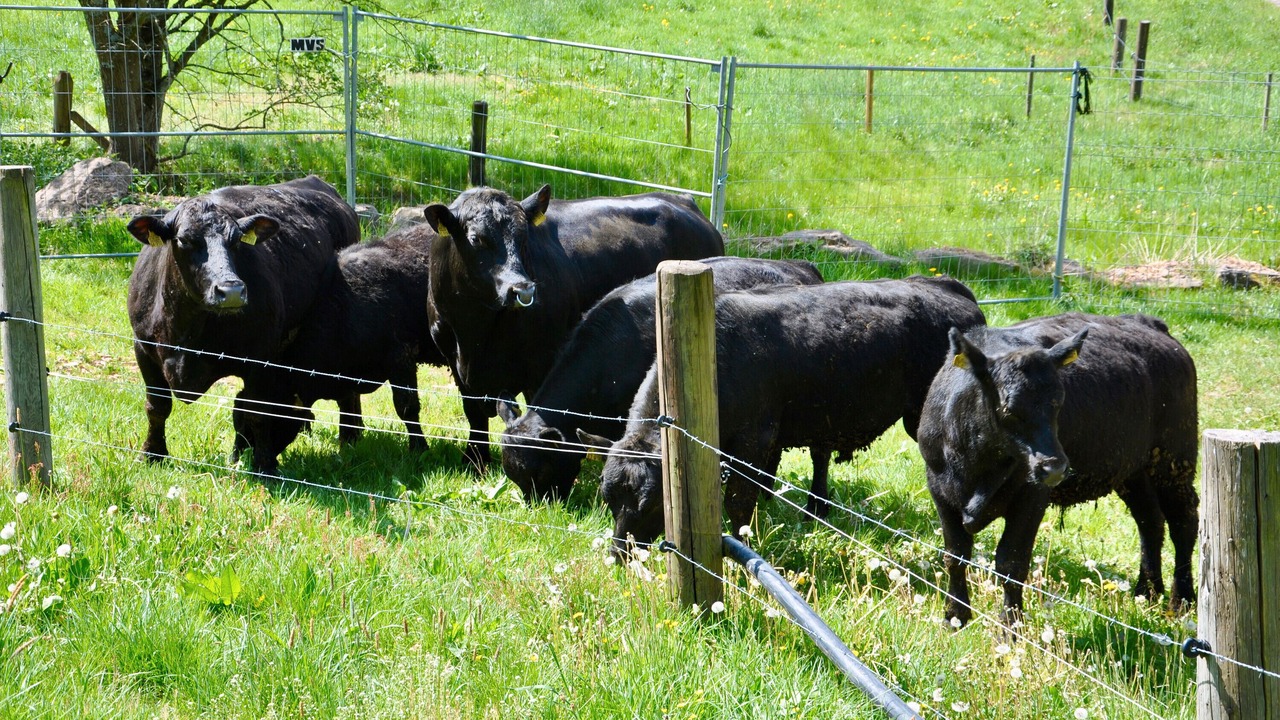 Photo of Others in Ehlenbogen