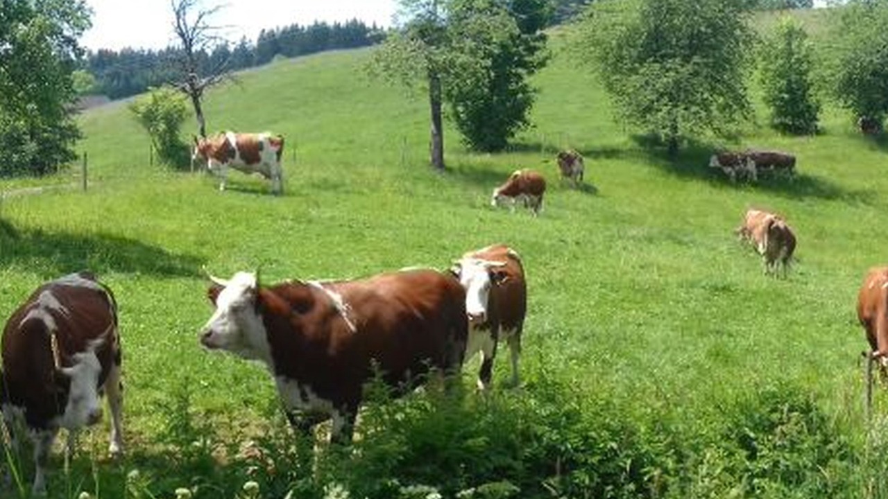 Photo of Others in Breitnau