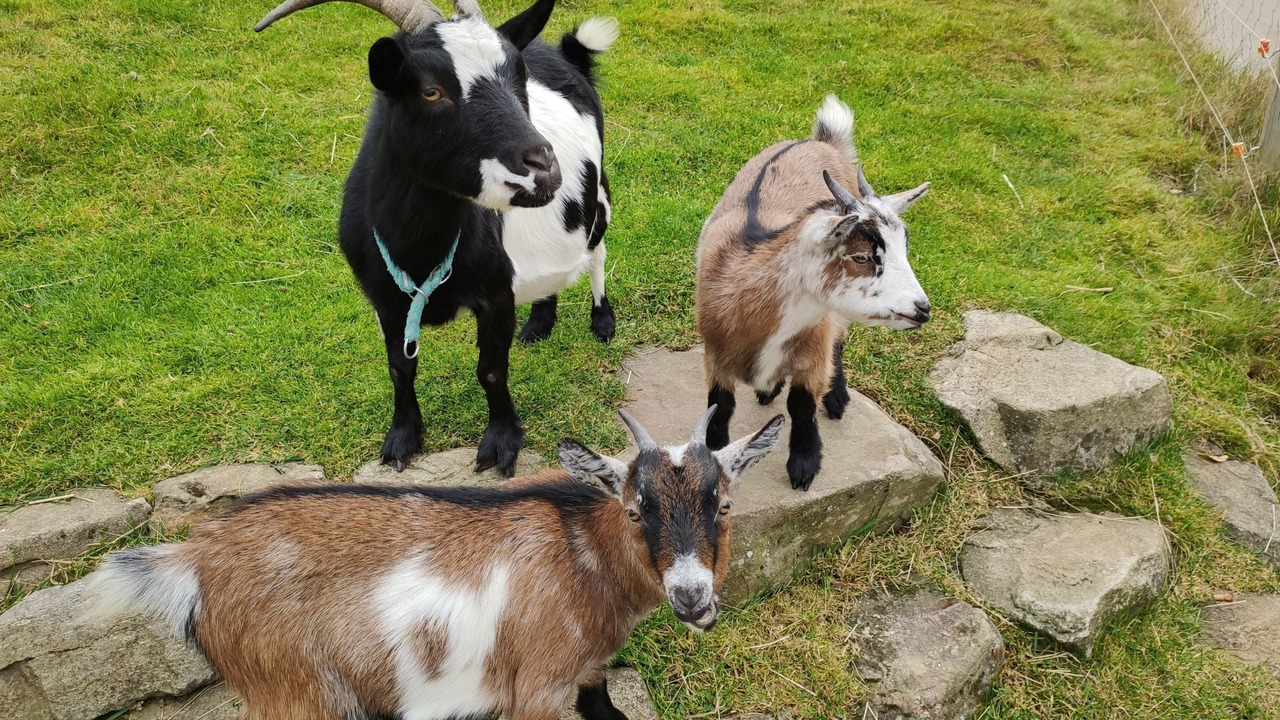Photo of Others in Breitnau