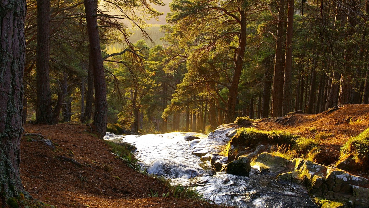 Photo of Others in Aviemore