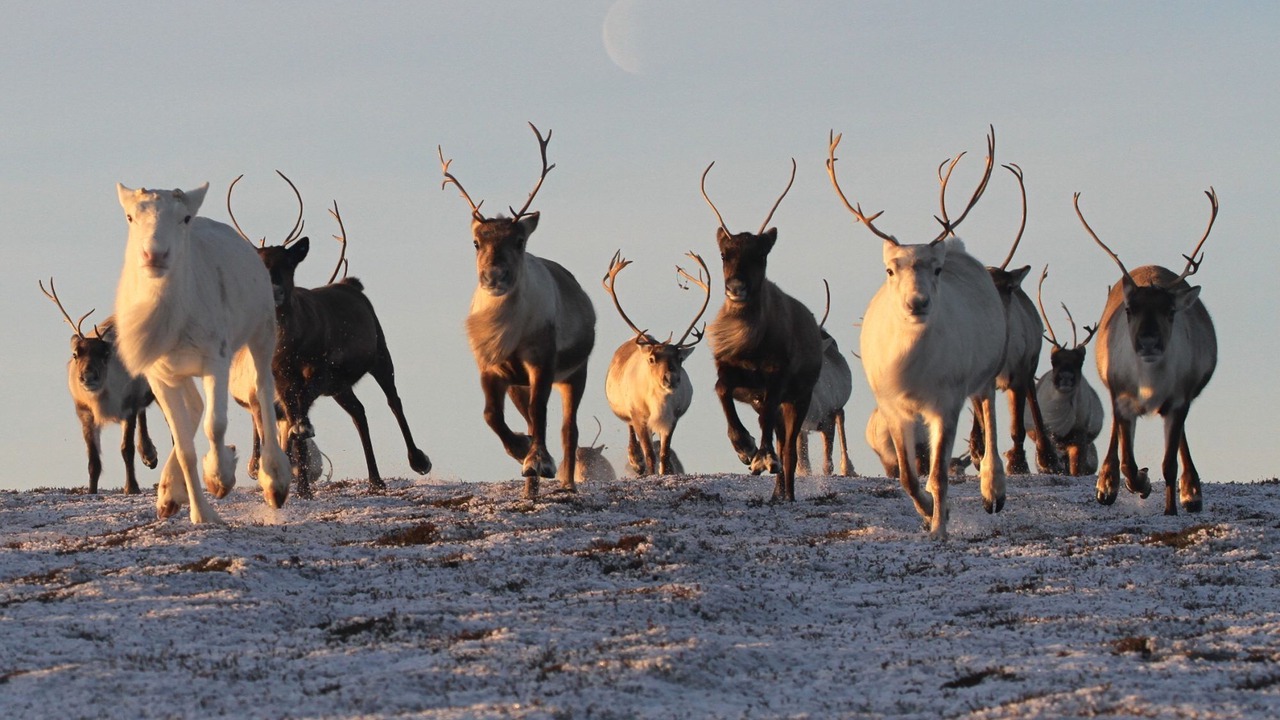 Photo of Others in Aviemore