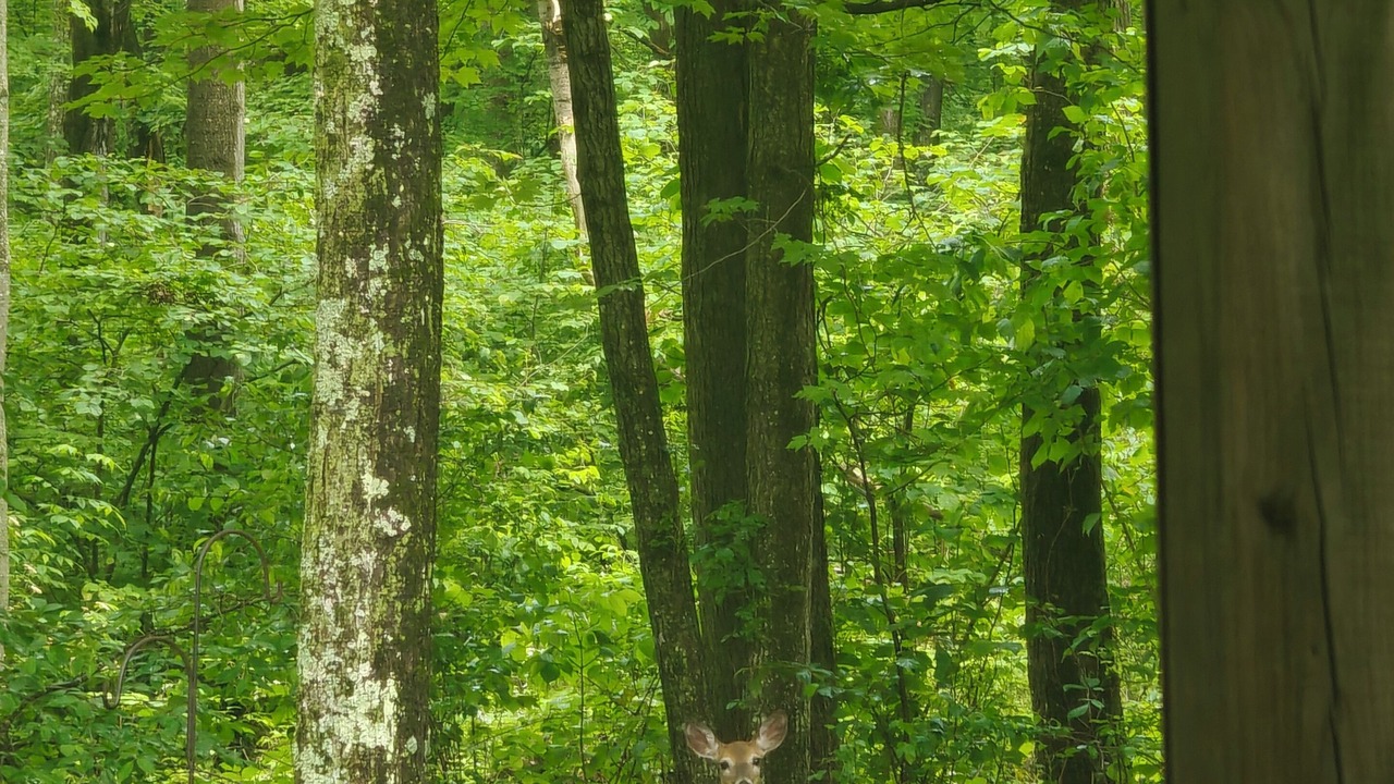 Photo of Others in Iola