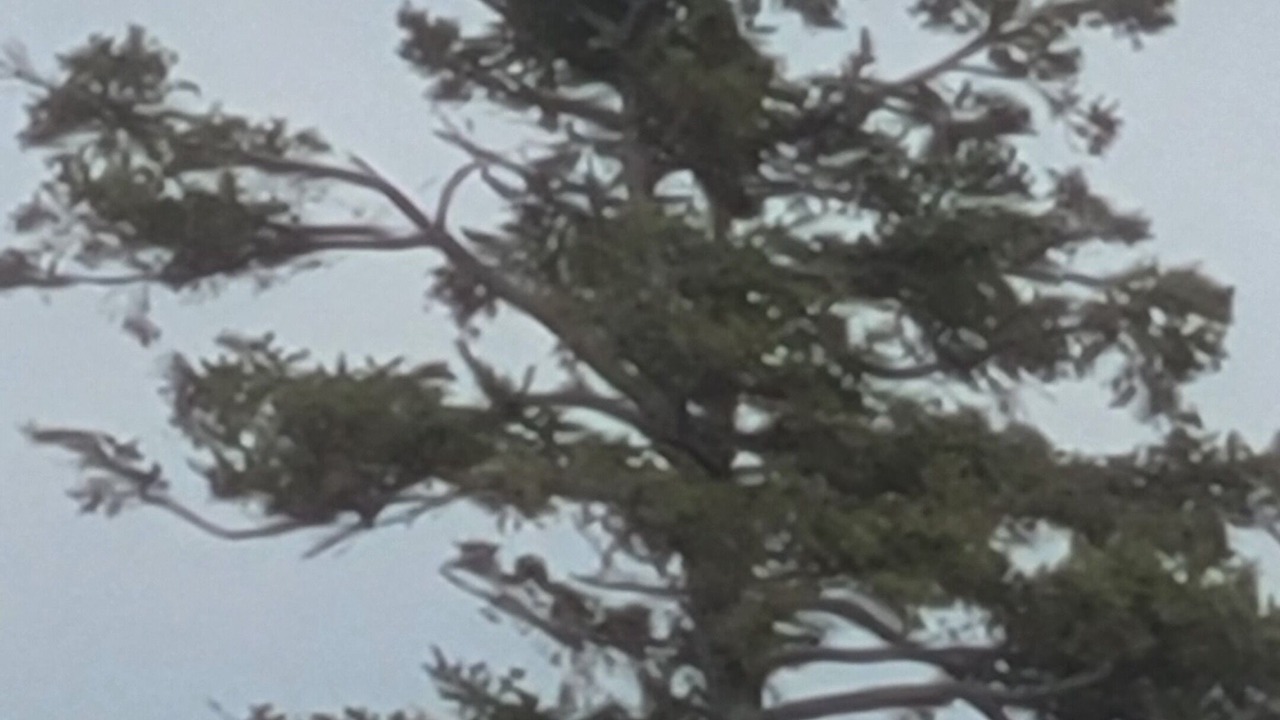 Photo of Others in Port Philip