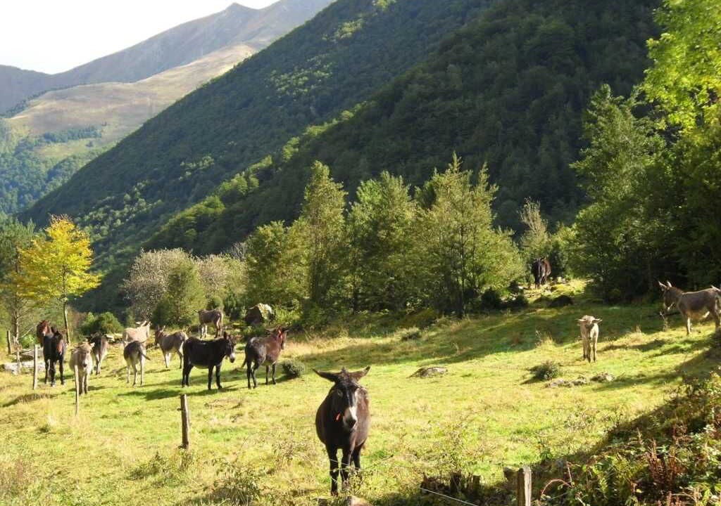 Photo of Others in Seix