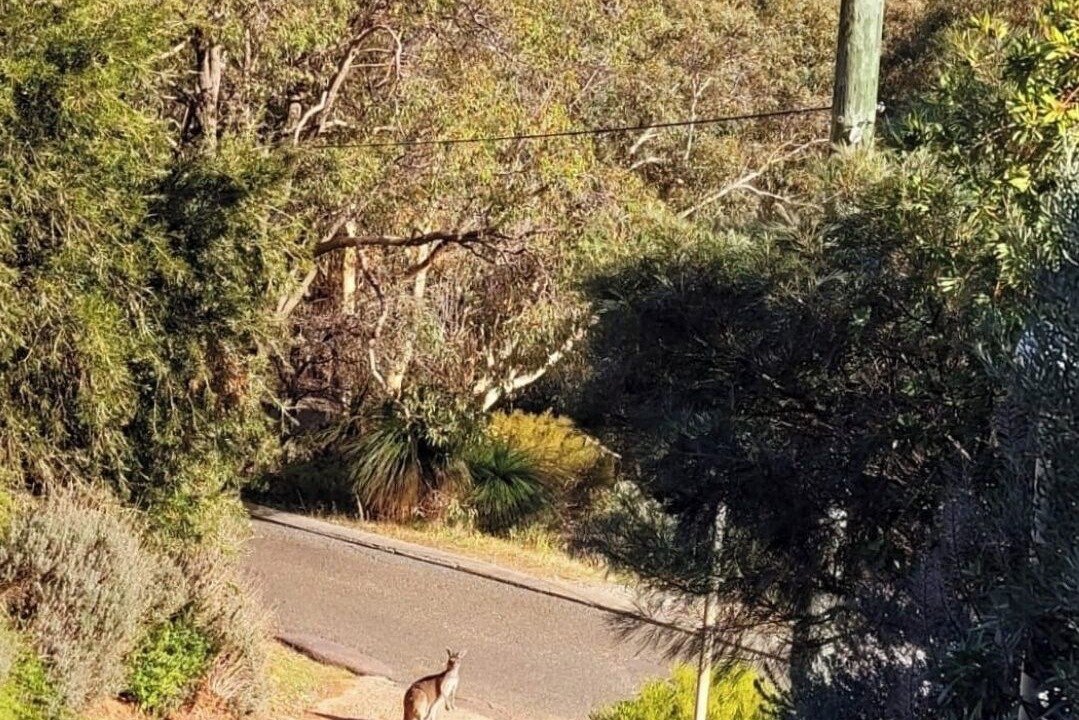 Photo of Others in Gooseberry Hill