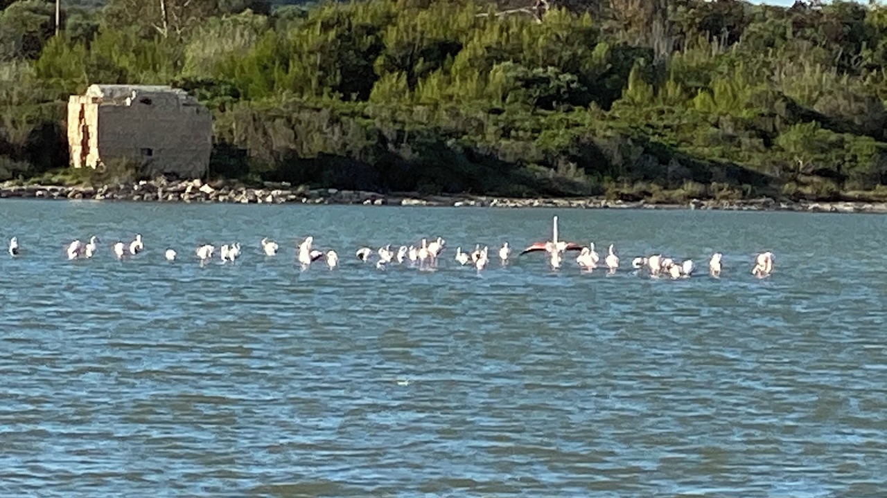 Photo of Others in Torre Colimena