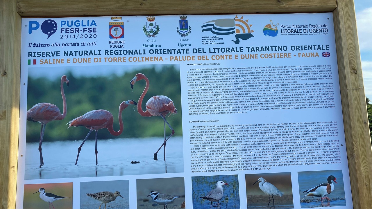 Photo of Others in Torre Colimena