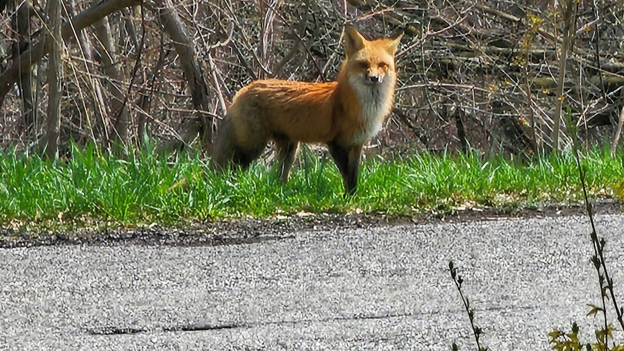 Photo of Others in Niagara Falls
