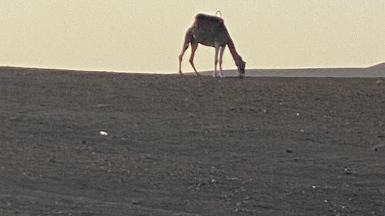 Photo of Others in Amzough Chetoui