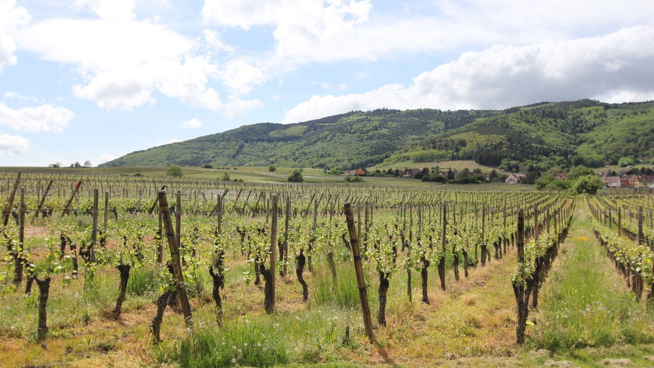 Photo of Outdoor in Riquewihr