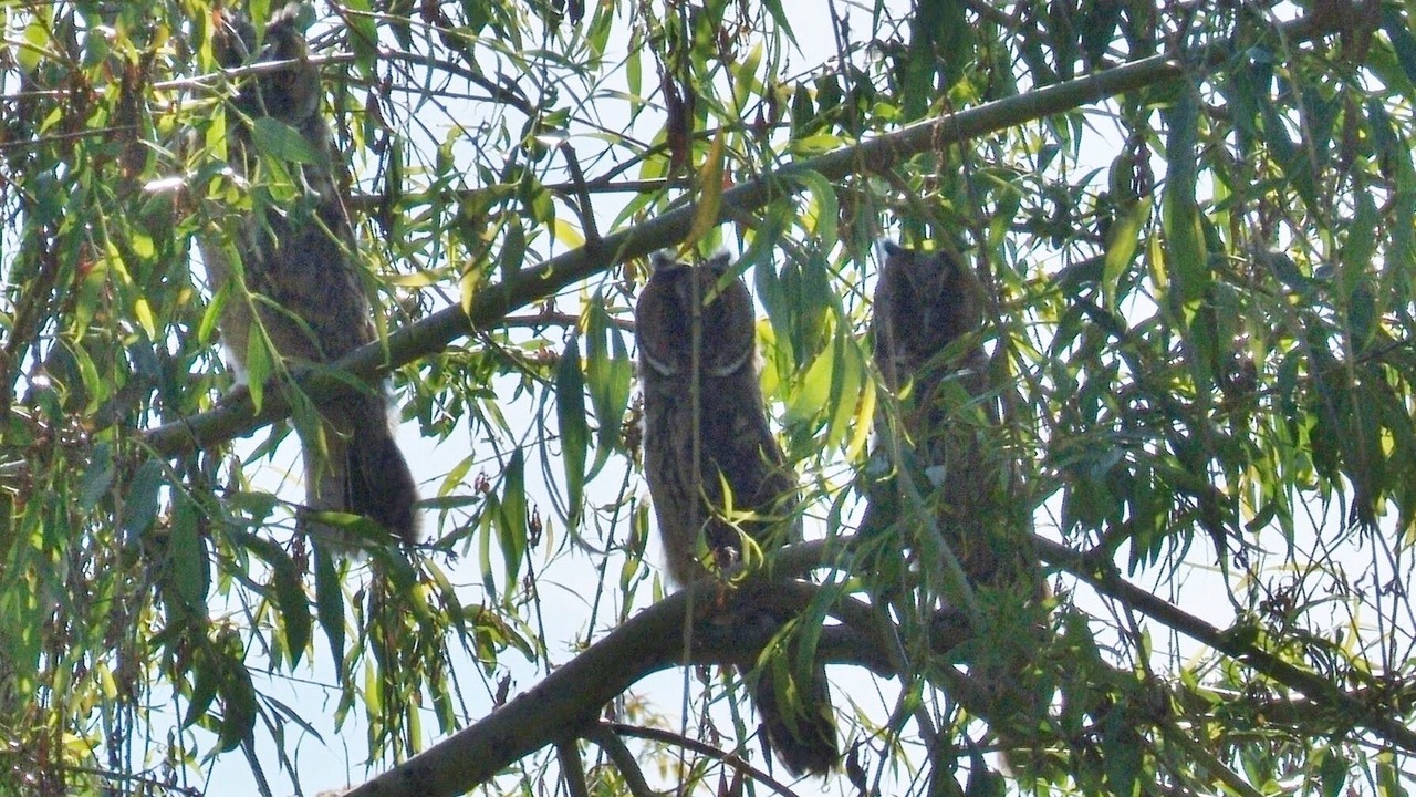 Photo of Others in Saint-Vigor-des-Monts