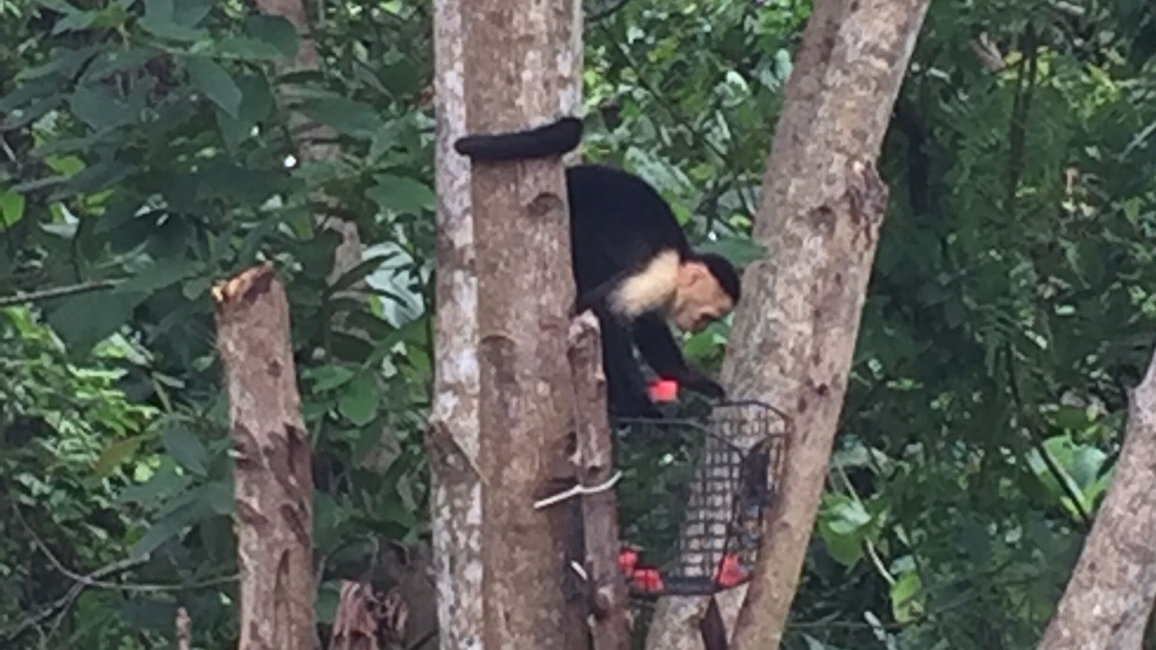 Photo of Others in Parrita