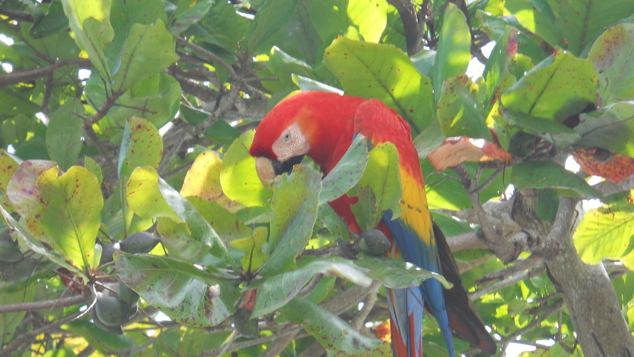 Photo of Others in Parrita
