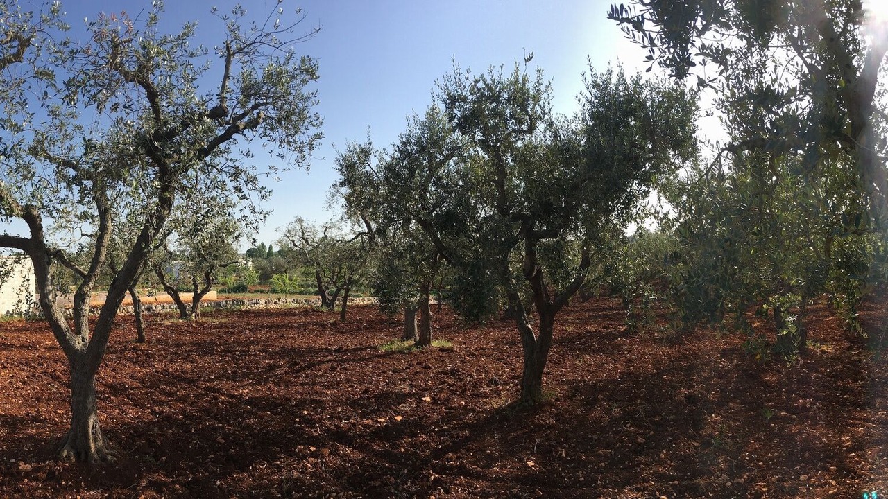 Photo of Outdoor in Cisternino