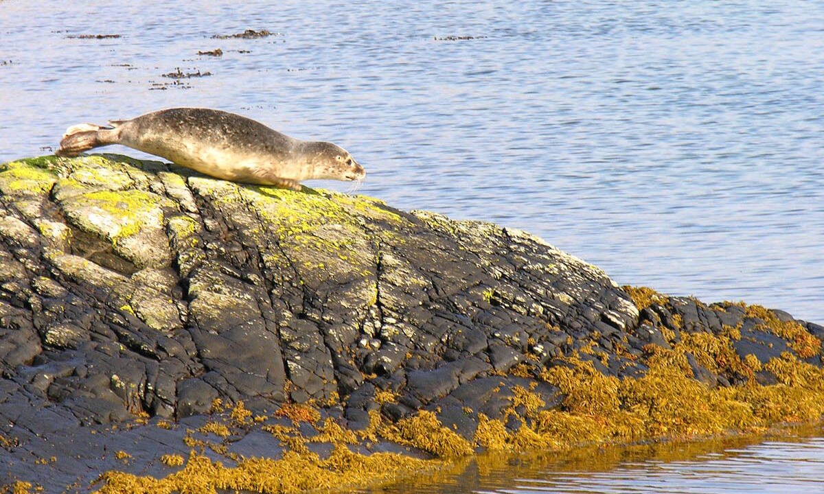 Photo of Others in Broadford