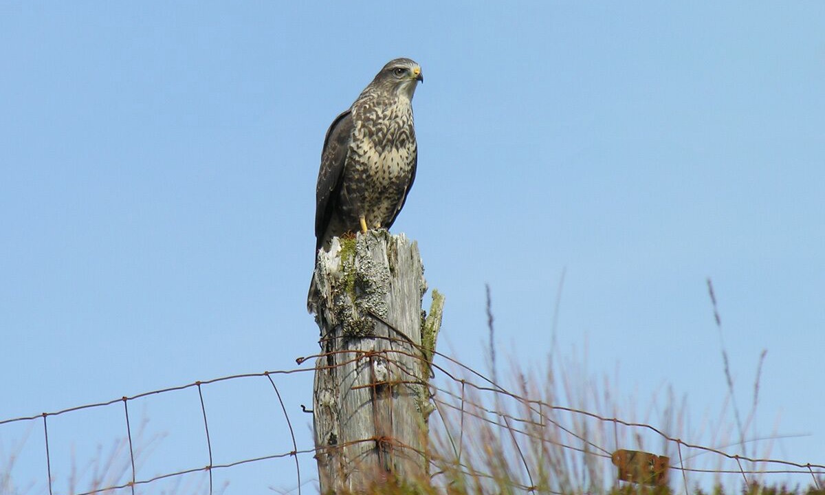 Photo of Others in Broadford