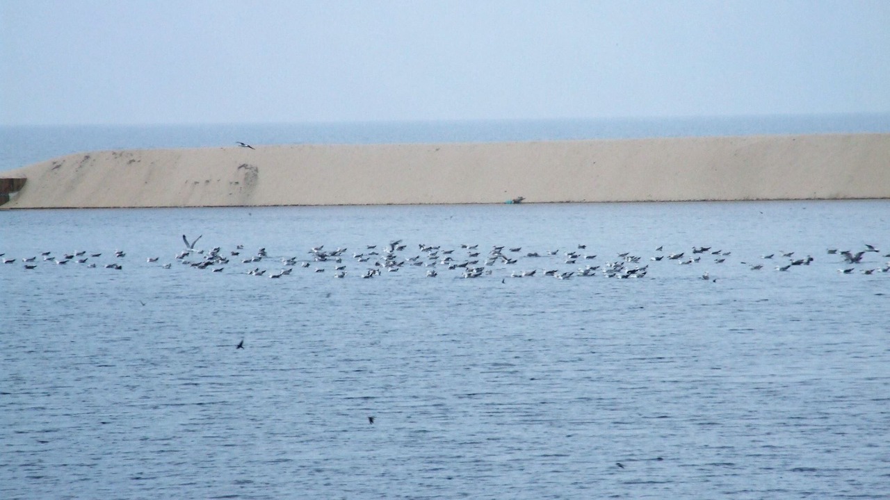 Photo of Others in Esmoriz