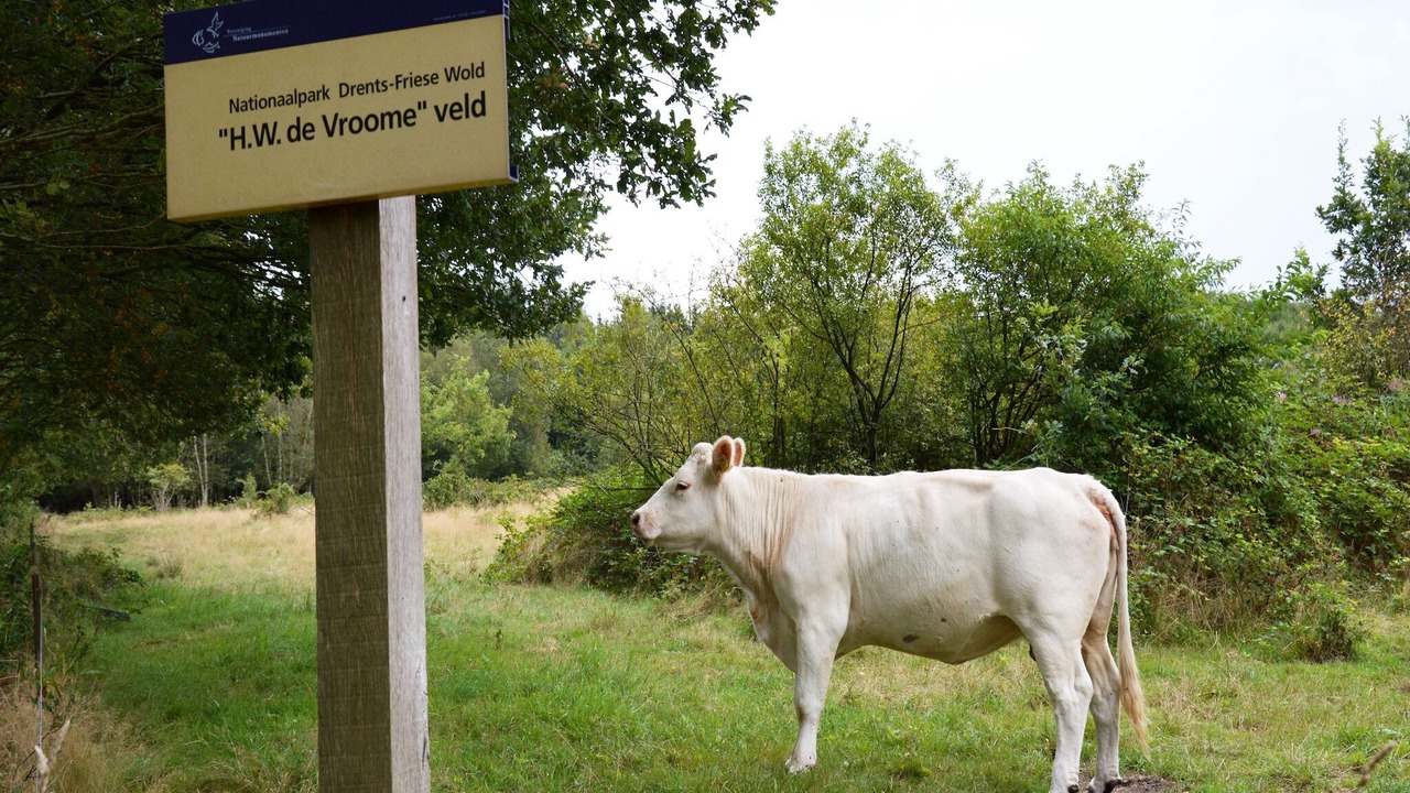 Photo of Others in Wapse