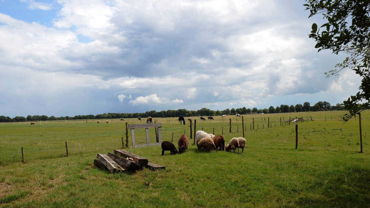 Photo of Others in Wapse