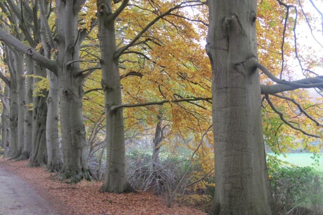 Photo of Others in Hollandsche Rading