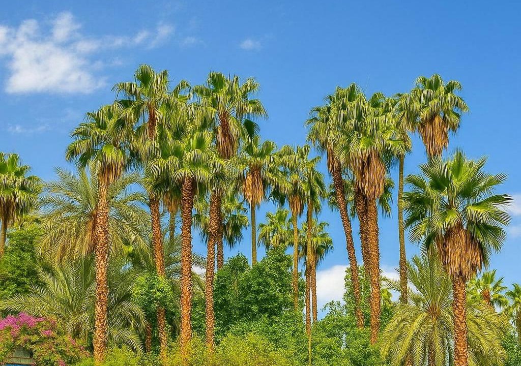 Photo of Others in Majorelle