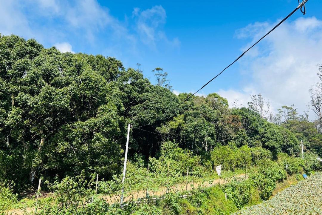 Photo of Outdoor in Nuwara Eliya