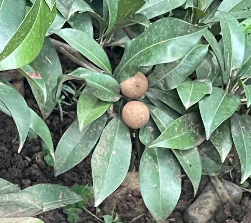 Photo of Outdoor in Thiruvananthapuram