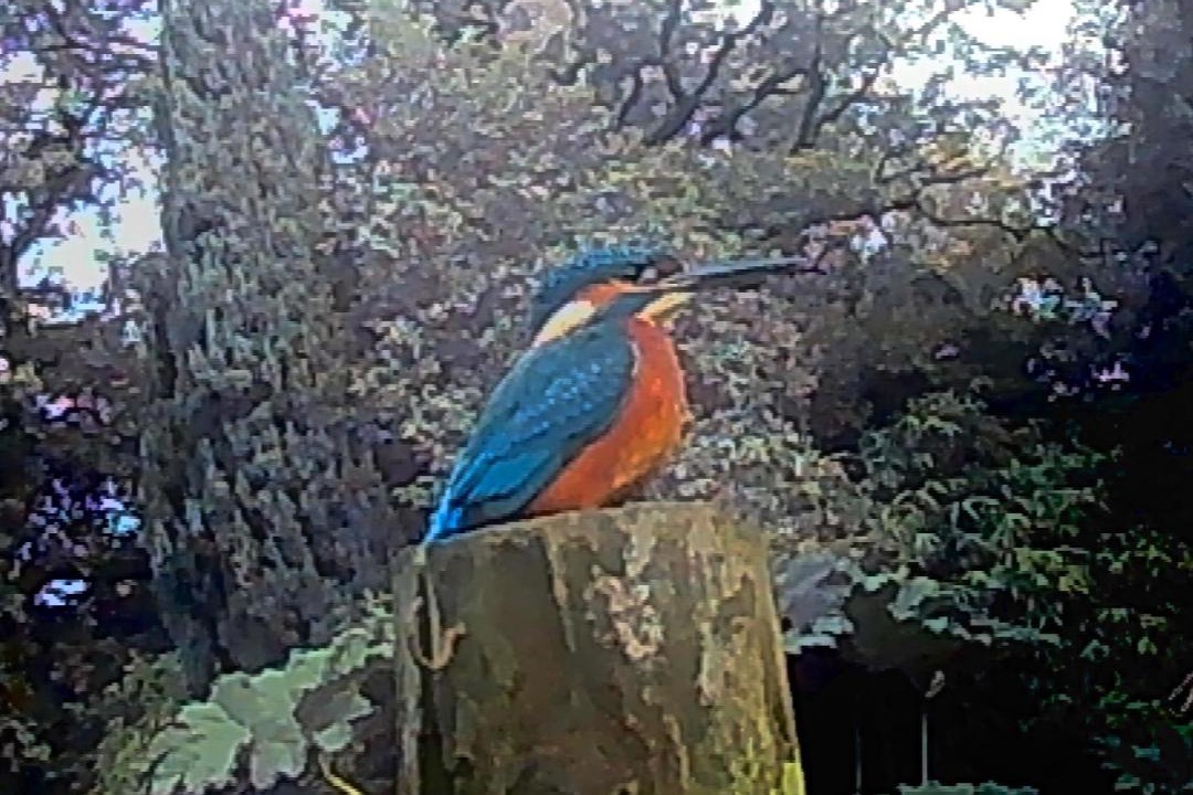 Photo of Others in Honiton