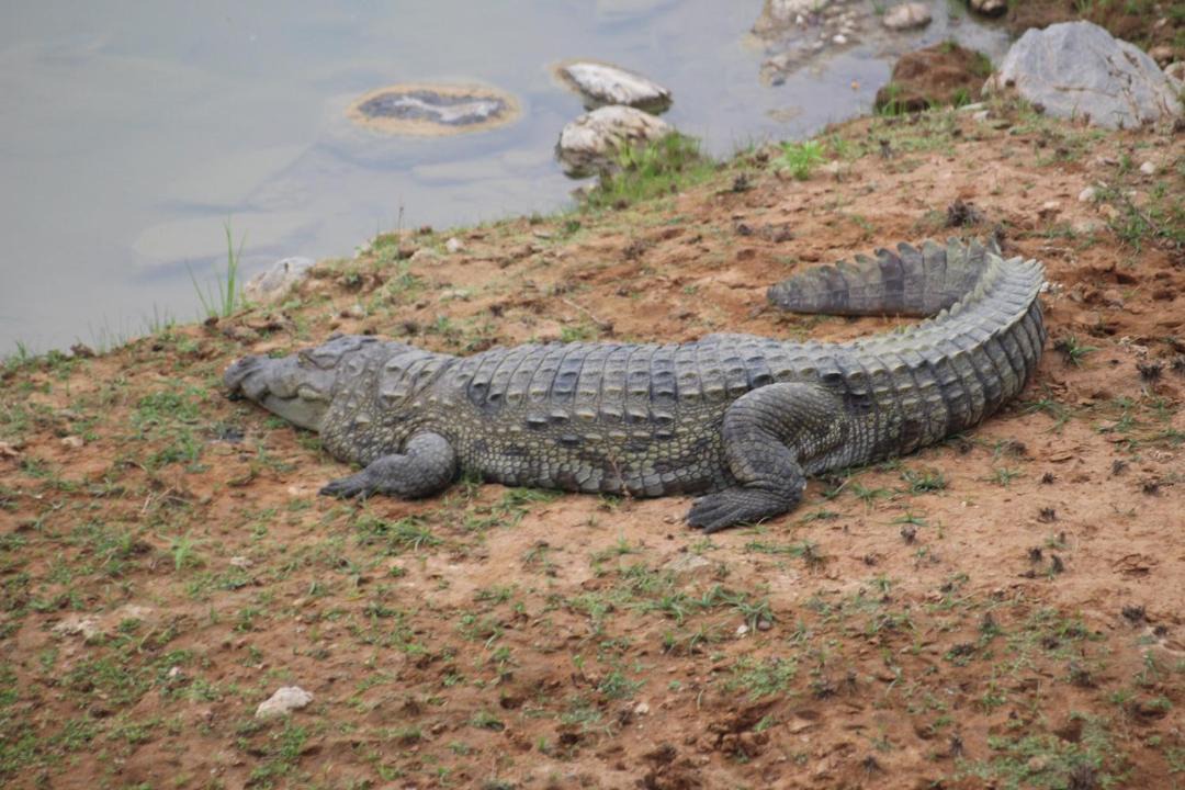 Photo of Others in Buttala