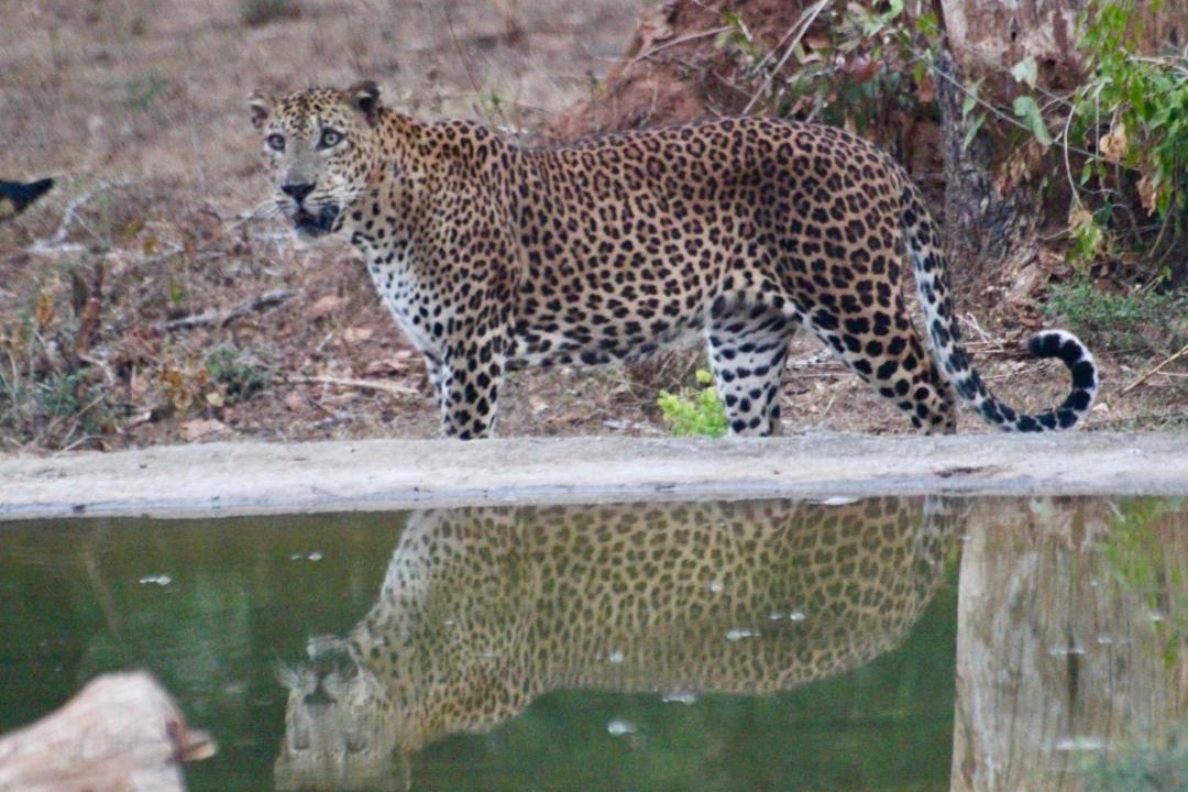 Photo of Others in Buttala