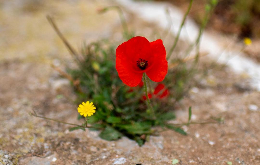 Photo of Others in Kithnos
