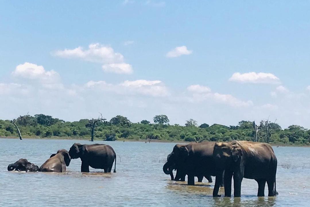 Photo of Others in Udawalawa