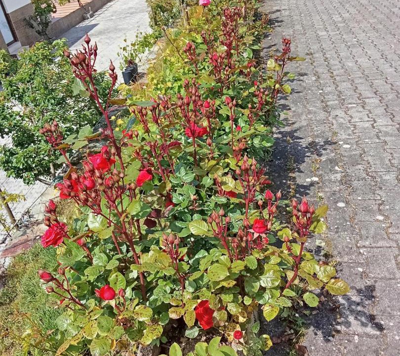Photo of Outdoor in Gouvaes