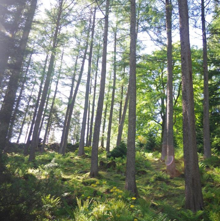 Photo of Others in Rashfield