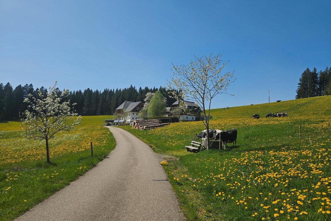 Photo of Others in Titisee-Neustadt
