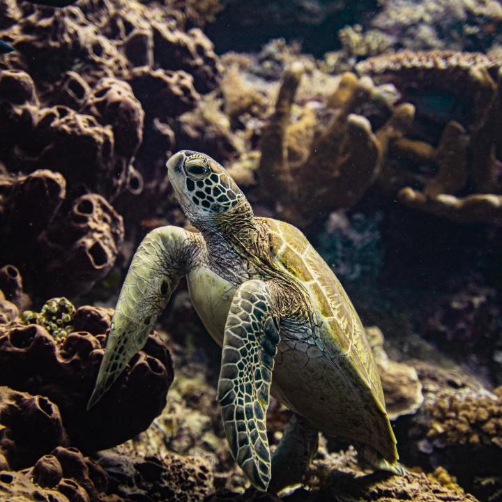 Photo of Others in Maratua Island