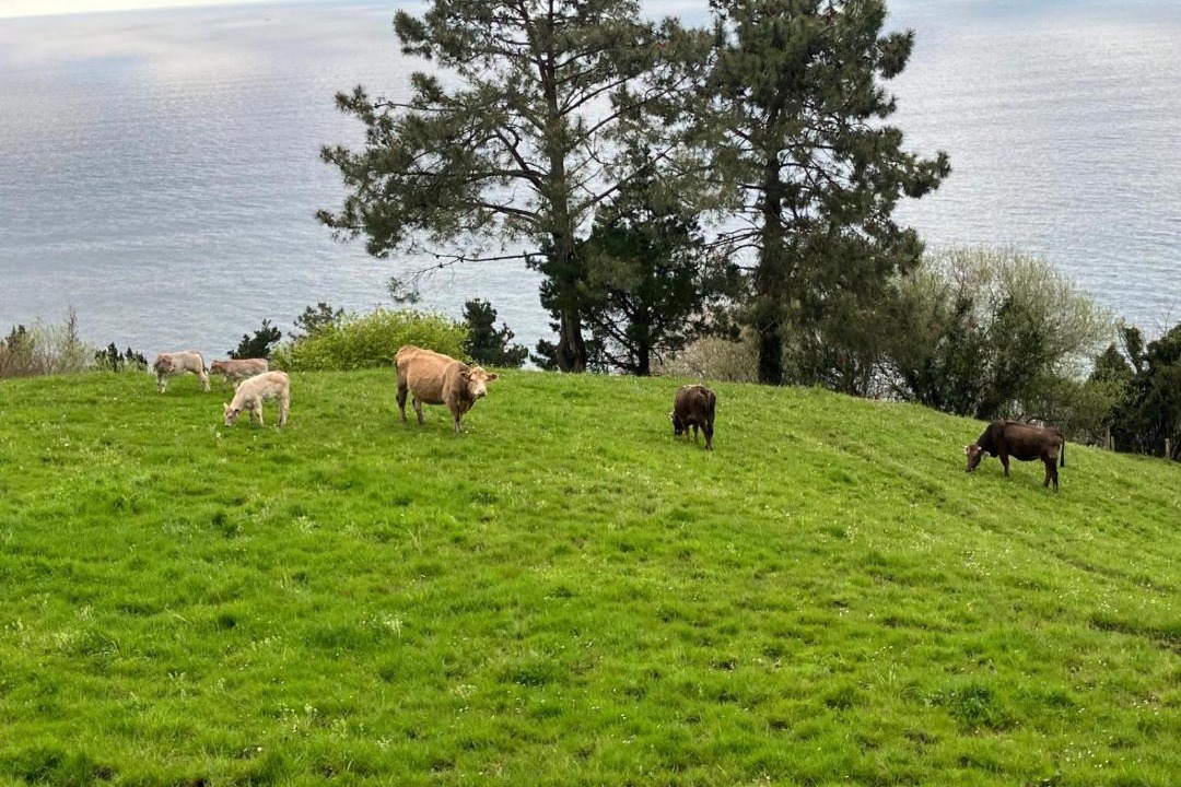 Photo of Others in Orio